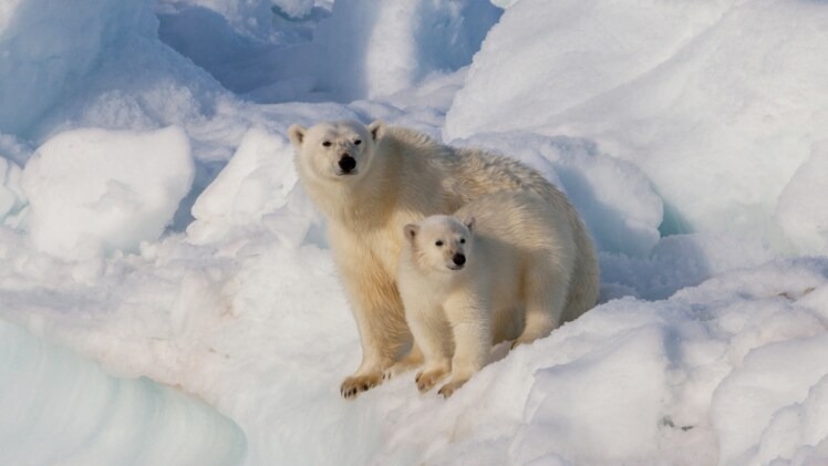 polar_realworld2.jpg