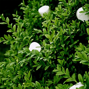 Bushes_and_Marshmallows.jpg