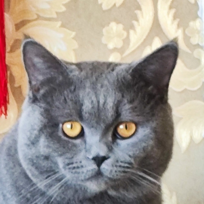 t464fx.jpg
